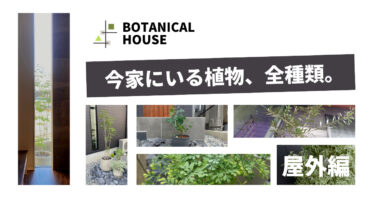 屋外編/観葉植物沼に落ちた僕が今家にいる17種類を全部紹介。