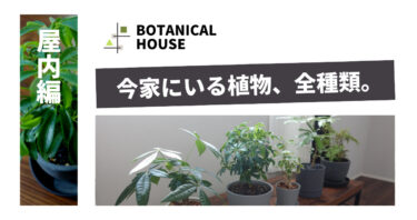 屋内編/観葉植物沼に落ちた僕が今家にいる17種類を全部紹介。